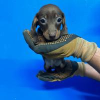 Cuccioli di Bassotto