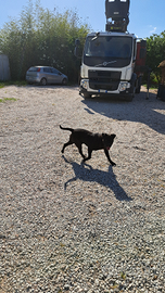 Cani incrocio di razza