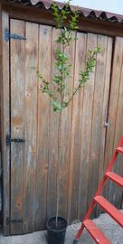 Lagerstroemia indica "Muskogee"