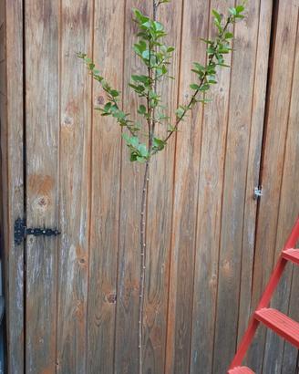 Lagerstroemia indica "Muskogee"