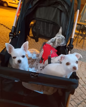 Chihuahua