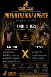 Prestigiosa Cucciolata Malinois Pedigree ENCI