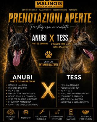 Prestigiosa Cucciolata Malinois Pedigree ENCI