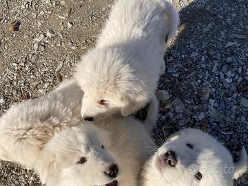 Cuccioli pastore maremmano