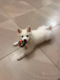 cucciolo volpino italiano 
