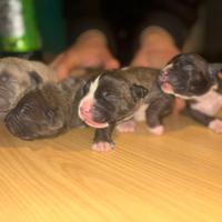 Cucciolo american pitbull Bluenose