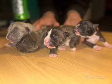 Cucciolo american pitbull Bluenose