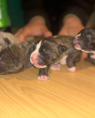 Cucciolo american pitbull Bluenose