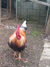 Gallo rosso