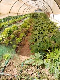 Serra per fiori e ortaggi