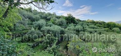 Terreno 7.000 mq e rustico a pidimonte etneo