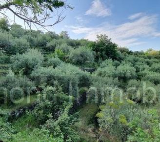 Terreno 7.000 mq e rustico a pidimonte etneo