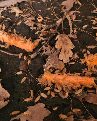 Porcellionides pruinosus "Orange"