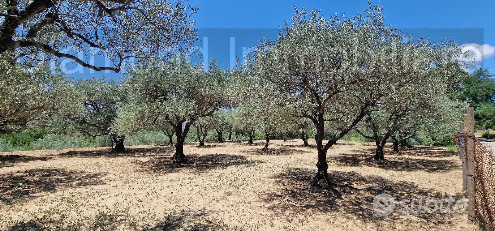 Terreno agricolo 7,5 ettari Castiglione di Sicilia - Vista 4