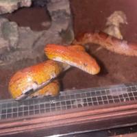 Serpente del grano turco adulto con terrario