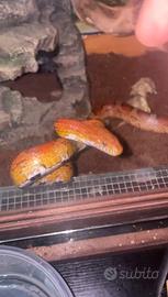 Serpente del grano turco adulto con terrario
