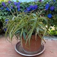 Aloe Arborescens pianta matura