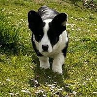 Welsh Corgi Cardigan per accoppiamento