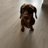 Bassotto nano per monta