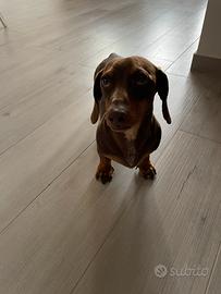 Bassotto nano per monta