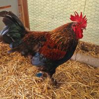 Pulcini pulcinotti galli galline MARANS