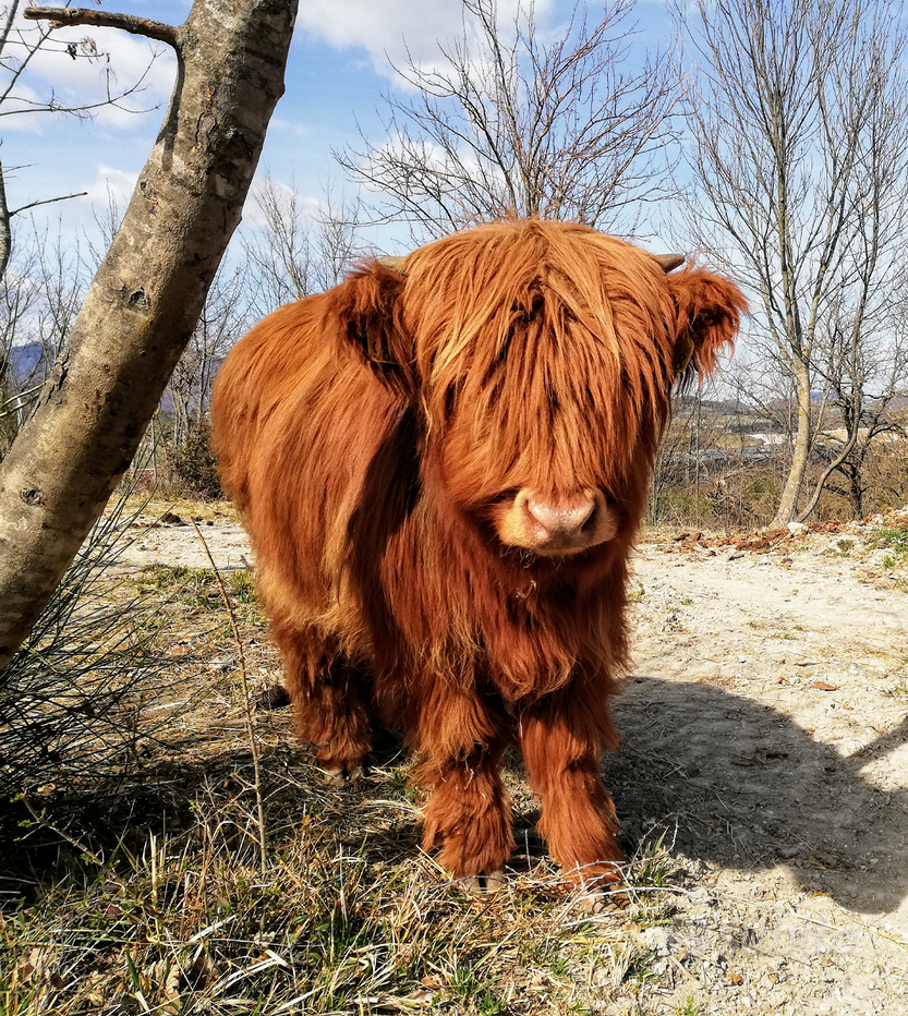 Grembiule da cucina - Mucca highland - KITATORI Svizzera