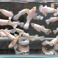 GUPPY snow white e colori mix