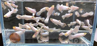 GUPPY snow white e colori mix