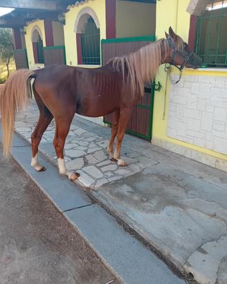 Cavallo arabo