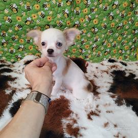 Chihuahua Toy pelo lungo bianco merle eterocromia