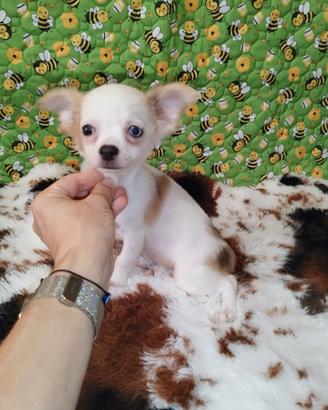 Chihuahua Toy pelo lungo bianco merle eterocromia