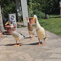 Anatre Corritrice Indiana