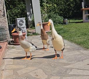 Anatre Corritrice Indiana