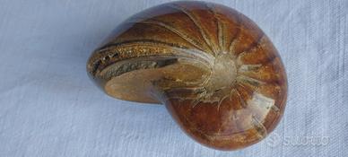 Fossile silicizzato di Nautiloidea da Madagascar