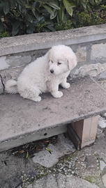 Cucciola di MAREMMANO