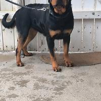 Rottweiler femmina
