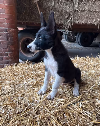 Cuccioli di border collie X pastore svizzero