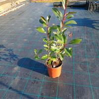 photinia vaso 18