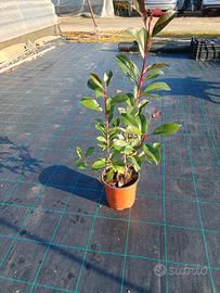 photinia vaso 18