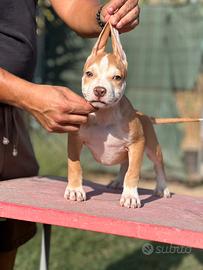 Pitbull