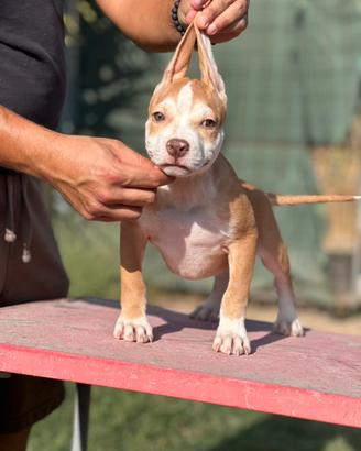 Pitbull