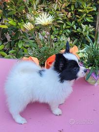 Cucciolo di razza ,piccola taglia