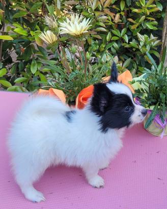 Cucciolo di razza ,piccola taglia