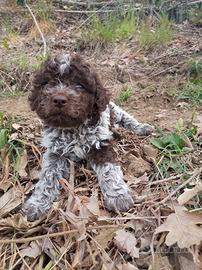 Lagotto romagnolo