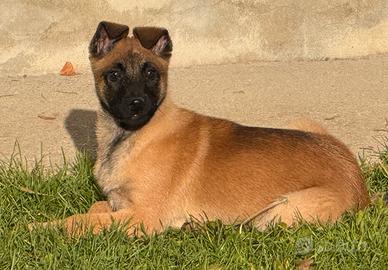 Pastore belga malinois