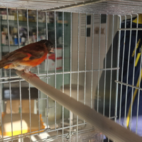 Cardinalino del Venezuela coppia