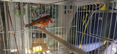 Cardinalino del Venezuela coppia