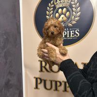 Cuccioli di barboncino subito disponibili