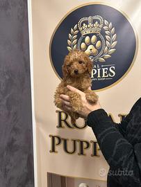 Cuccioli di barboncino subito disponibili