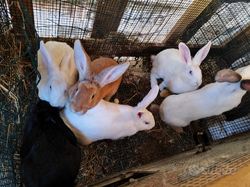 Conigli di 3 mesi